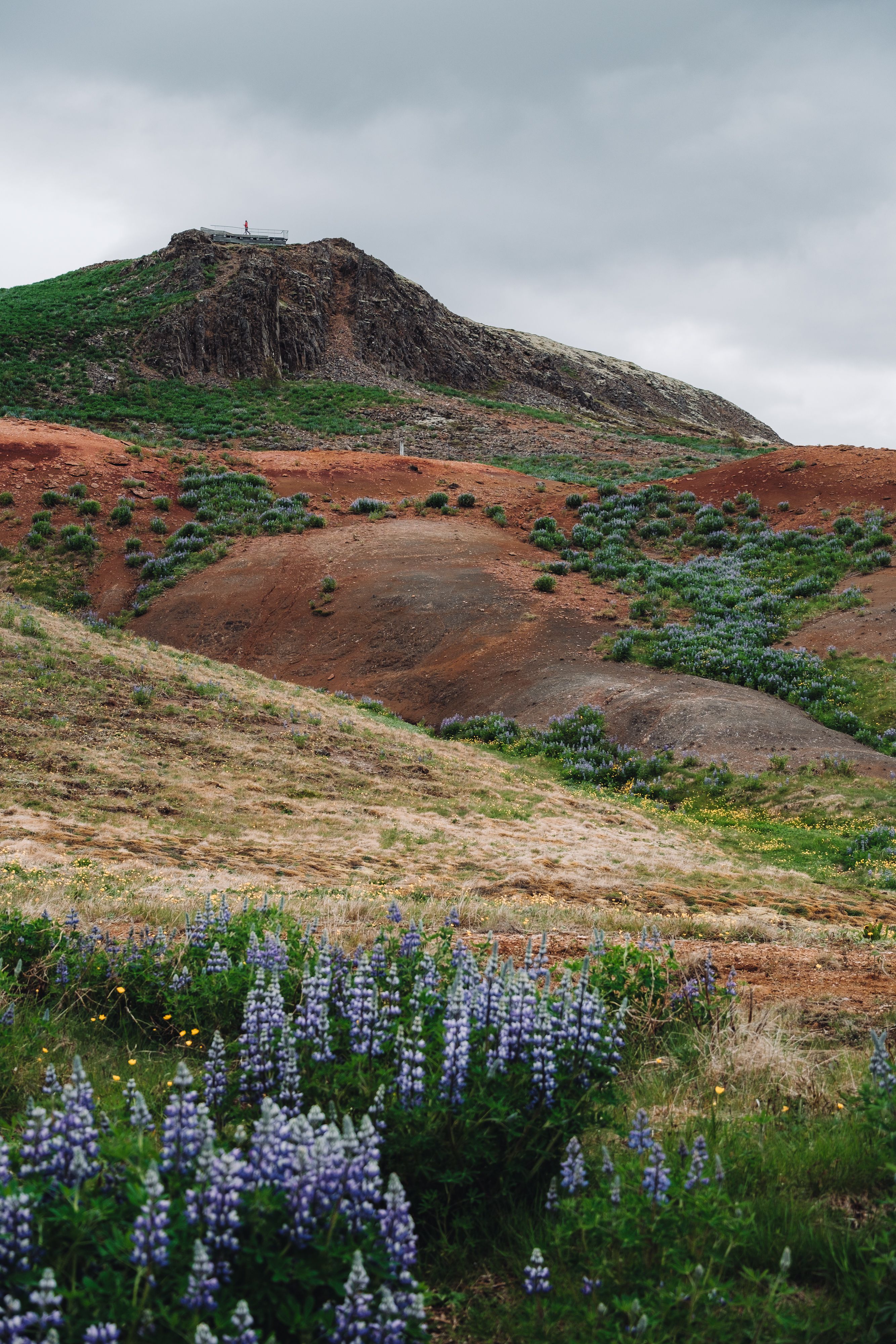 Colorful hillside with wild lupines and dramatic skies providing a stunning natural landscape.