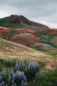Colorful hillside with wild lupines and dramatic skies providing a stunning natural landscape.