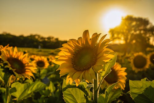 Sunflowers on a Field During Sunset 
