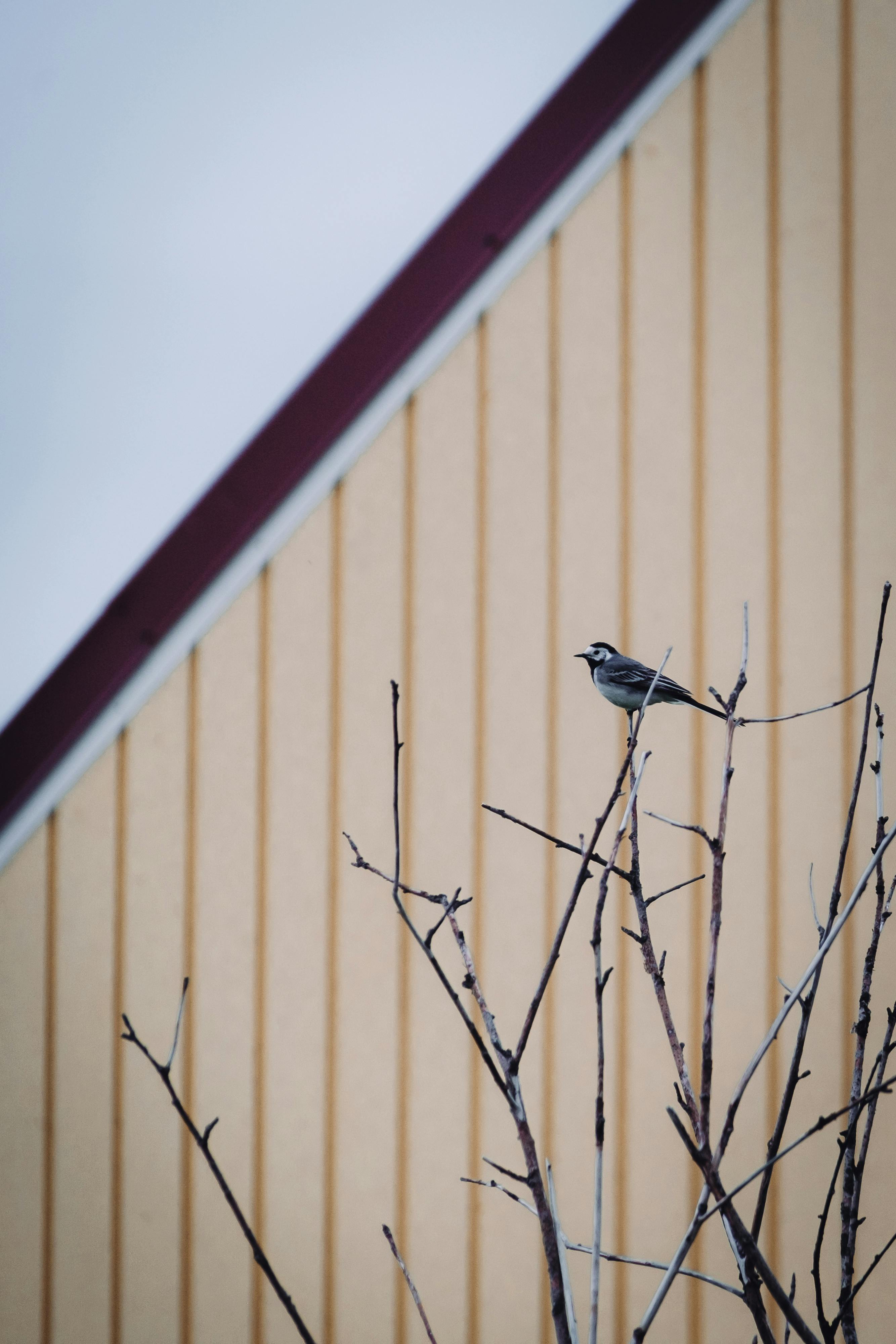 Bird Branch Drawing Photos Download The BEST Free Bird Branch Drawing