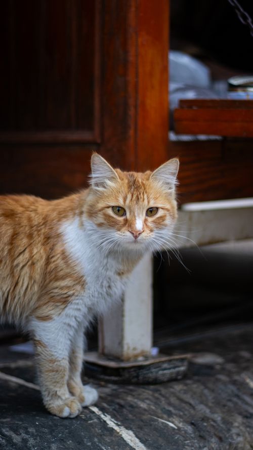 Free A ginger cat with white fur stands calmly outside, perfect for pet lovers. Stock Photo