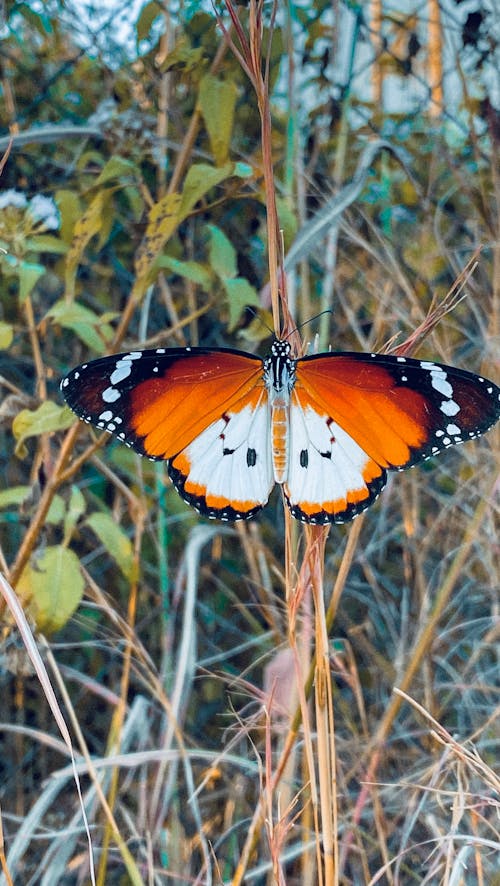 Darmowe zdjęcie z galerii z motyl, natura, owad