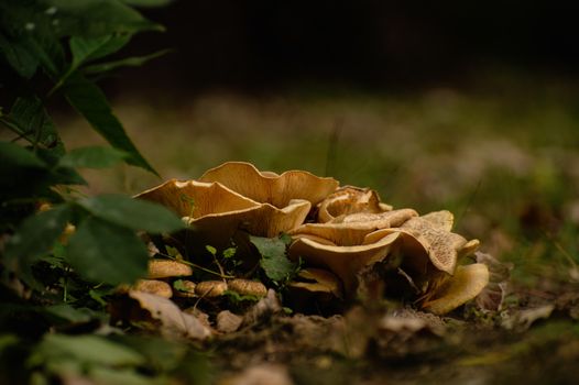 Mushrooms growing on the ground in the forest