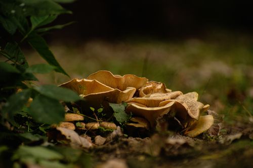 Mushrooms among foliage and fallen leaves
