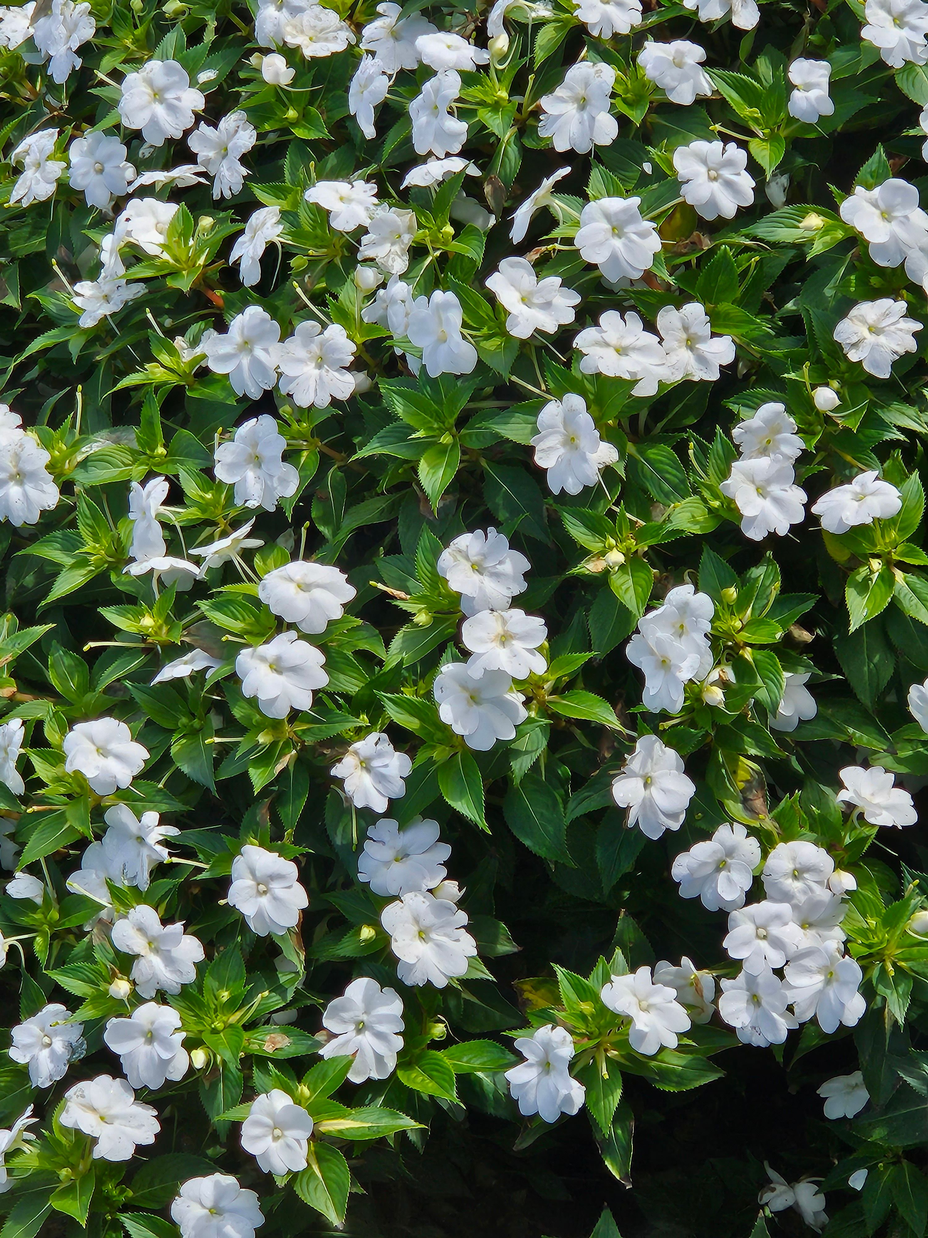 Beautiful white busy lizzie (Impatiens) flowers in a lush green garden setting.