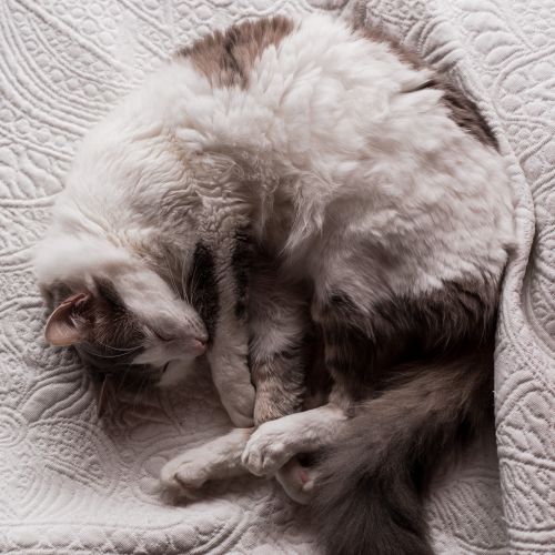 Free Charming fluffy cat curled up on a textured white blanket, exuding comfort and warmth. Stock Photo