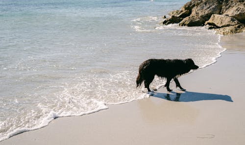 Ilmainen kuvapankkikuva tunnisteilla eläin, hiekkaranta, kesä