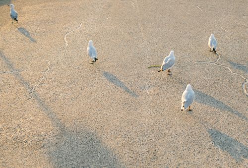 Free A group of seagulls walking on a sunlit concrete surface casting long shadows. Stock Photo