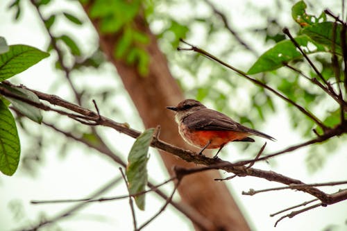 Small Flycatcher Bird