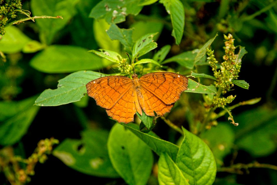 Vivid orange butterfly with wings spread, perched on a lush green leaf in a natural garden setting.
