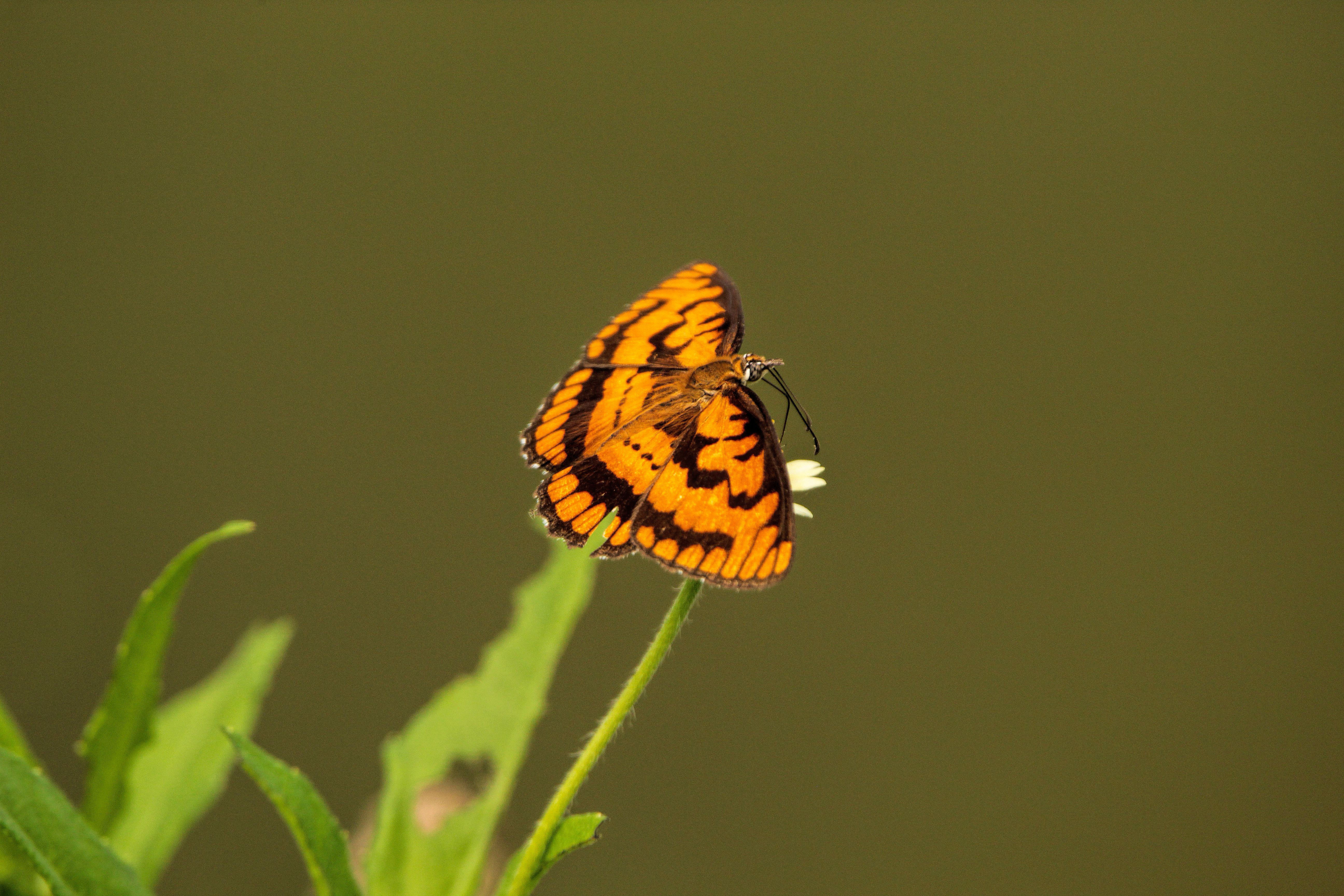 Butterfly Flight Photos, Download The BEST Free Butterfly Flight Stock ...