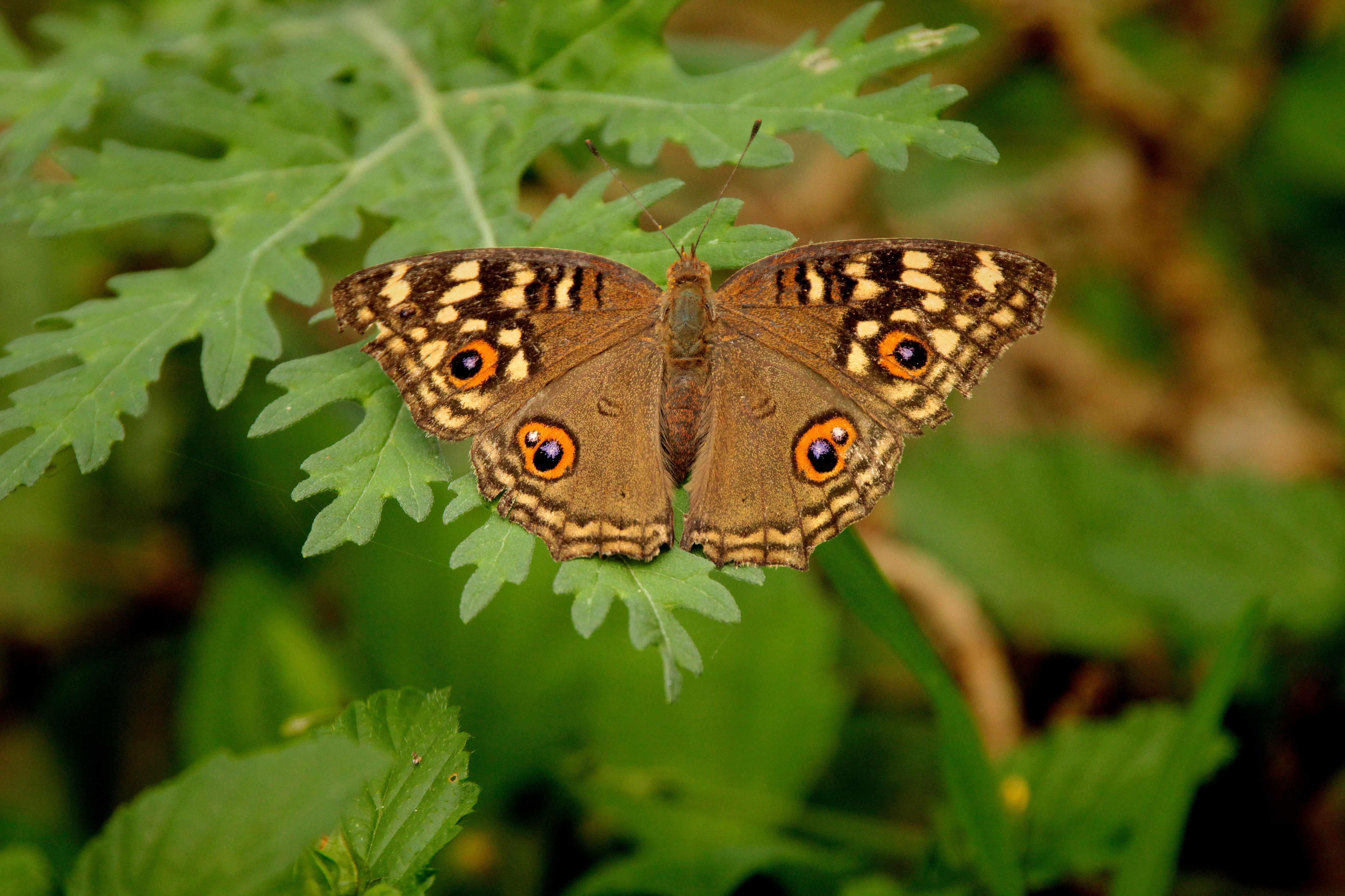 Butterfly - Butterfly wallpaper with Nature and Green Background · Free ...