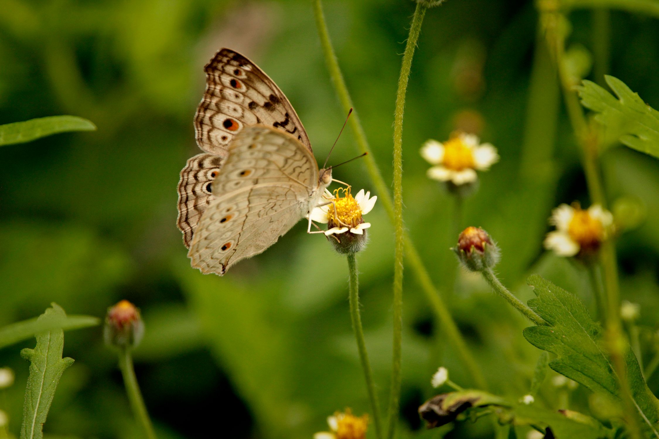 Butterfly - Butterfly wallpaper with Nature and Green Background · Free ...