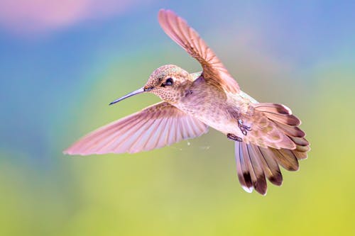 Close-up of a Flying Hummingbird 