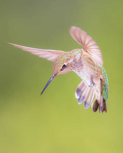 Fotobanka s bezplatnými fotkami na tému divočina, kolibrík, krídla
