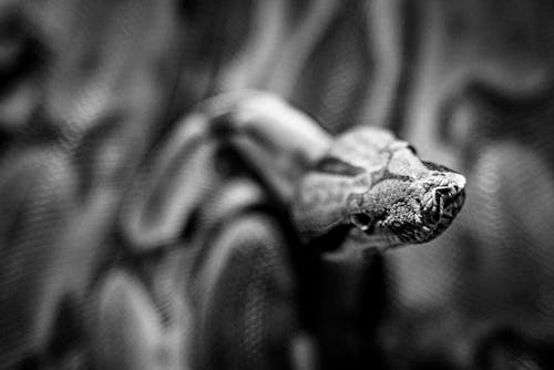 Snake Head in Black and White