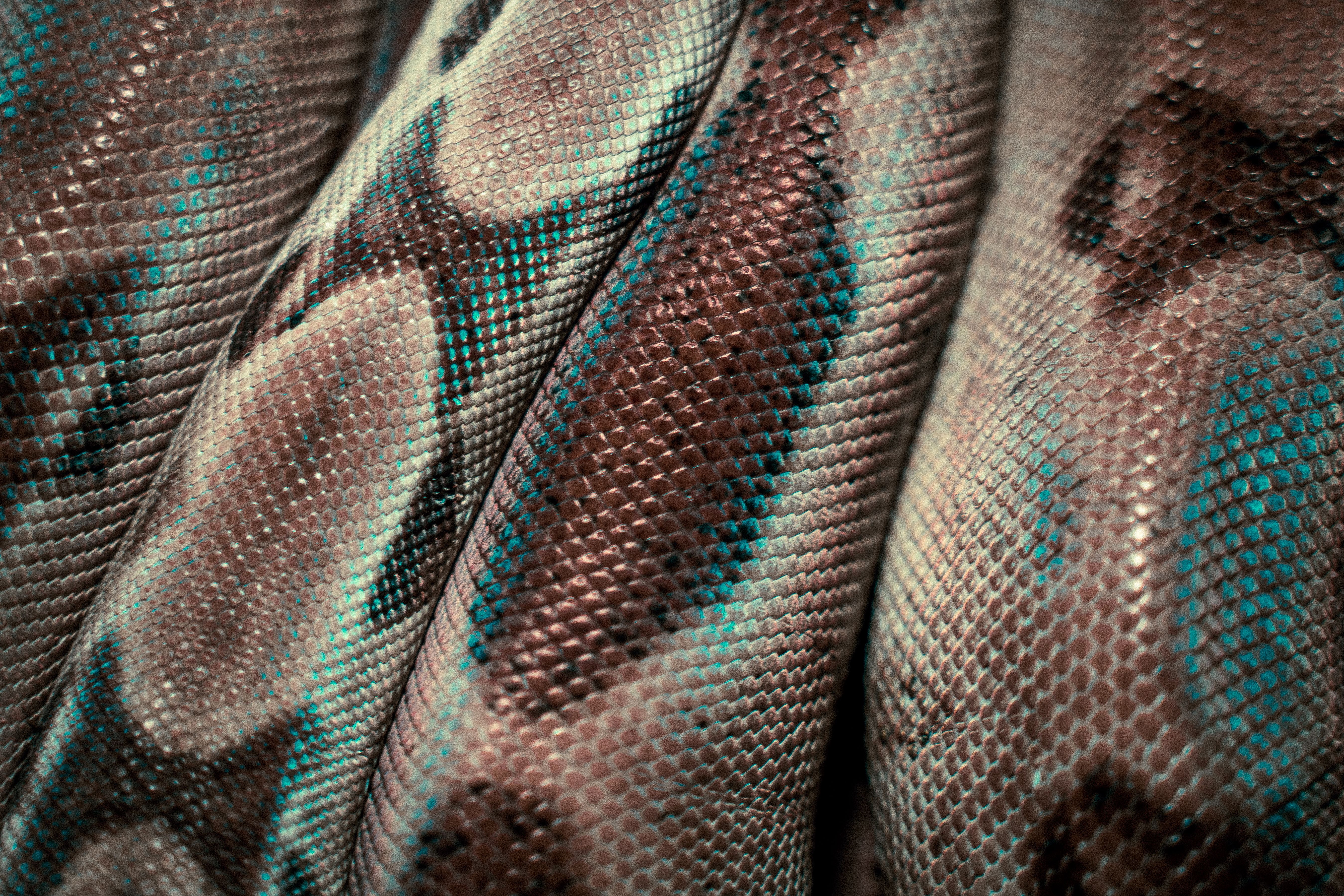snakecolors