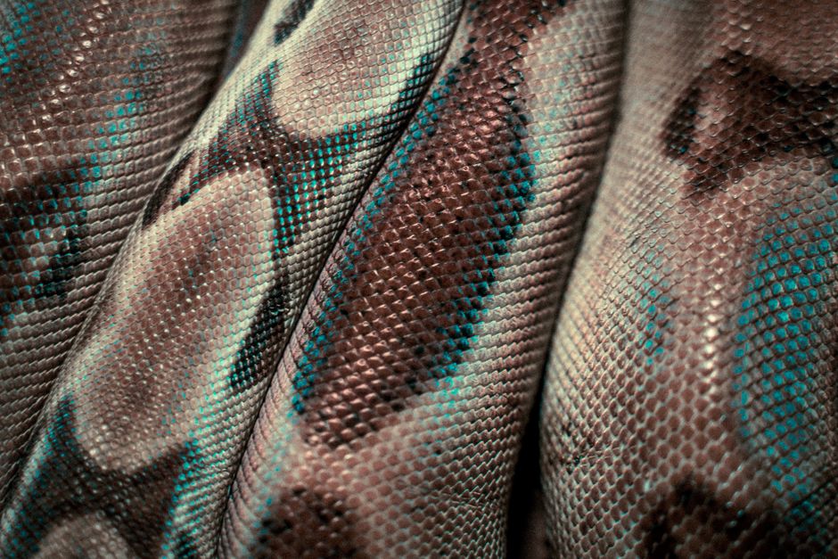 snakecolors
