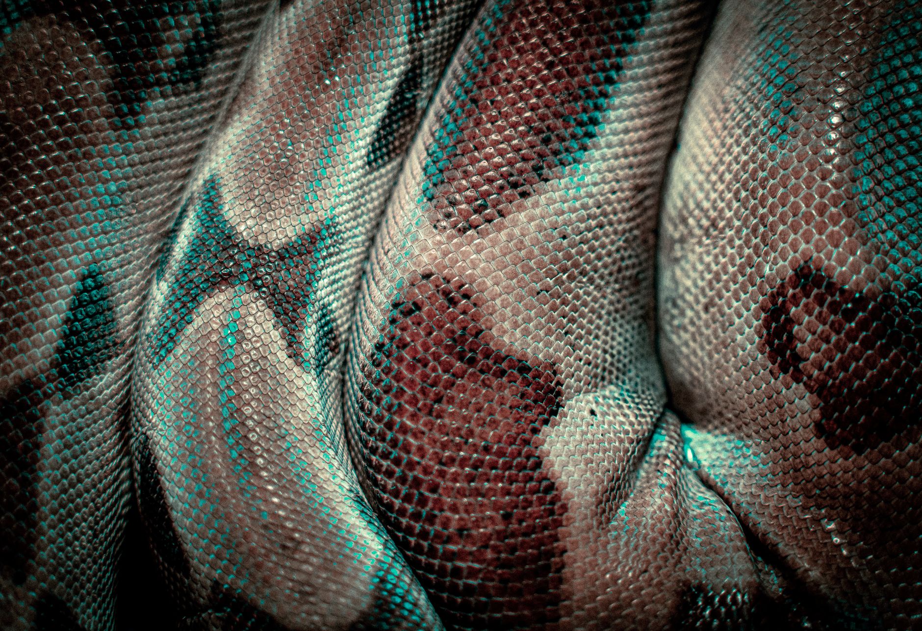 uv python