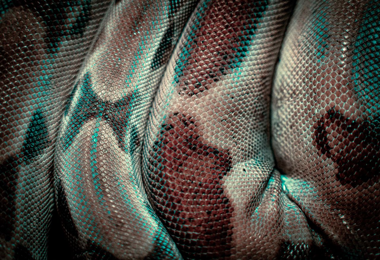 detailed close up texture of a snake s patterned skin showcasing natur