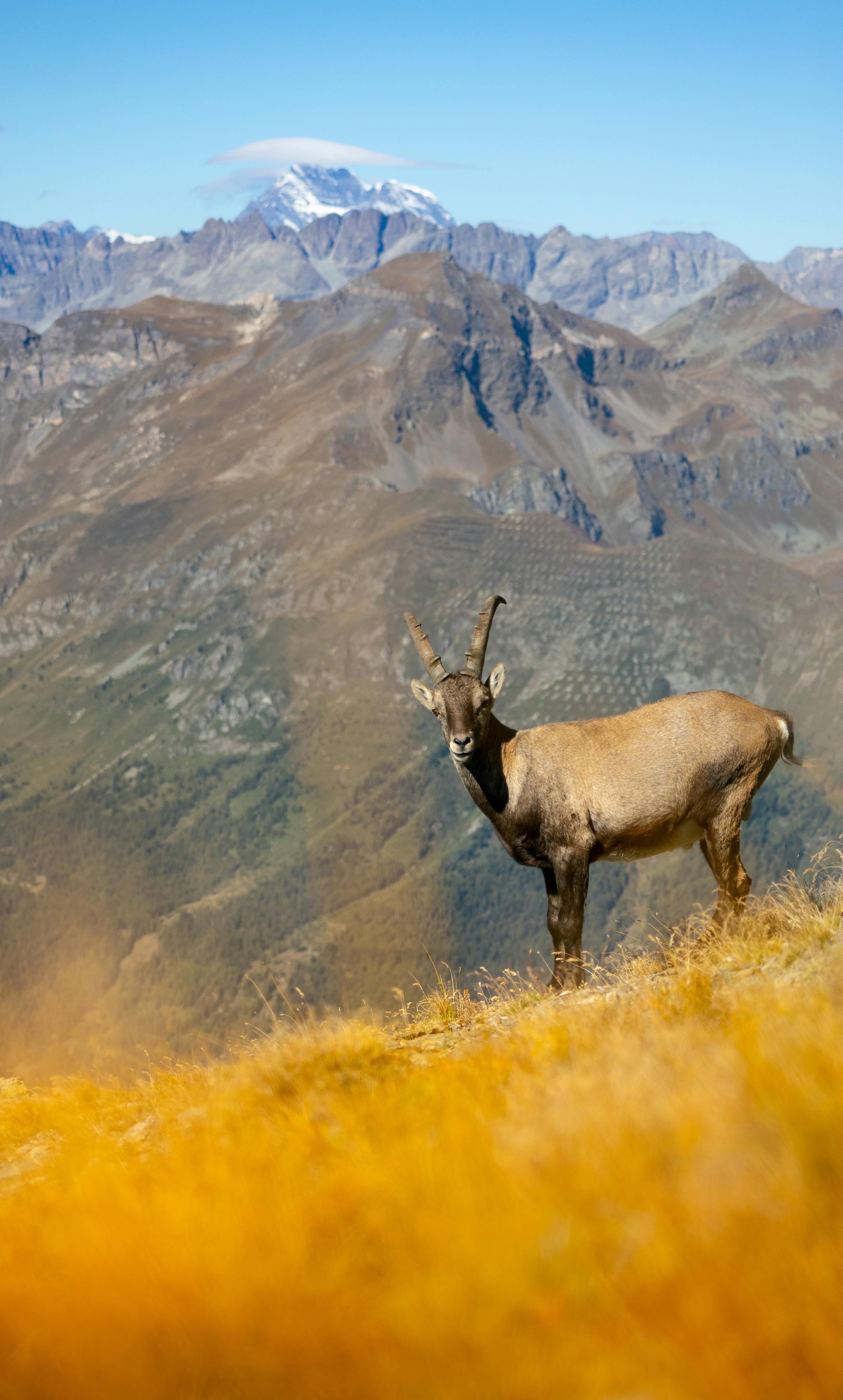 grátis Foto profissional grátis de Alpes, alpino, animais Foto profissional