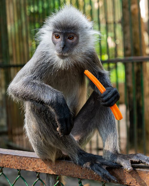 Foto d'estoc gratuïta de animal, macaco, menjar