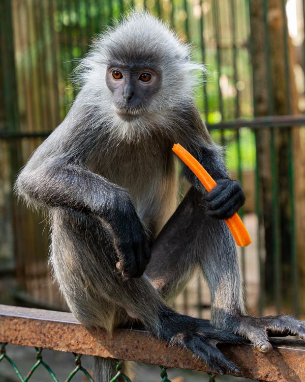 ฟรี คลังภาพถ่ายฟรี ของ trachypithecus obscurus, กรง, การคุมอาหาร คลังภาพถ่าย