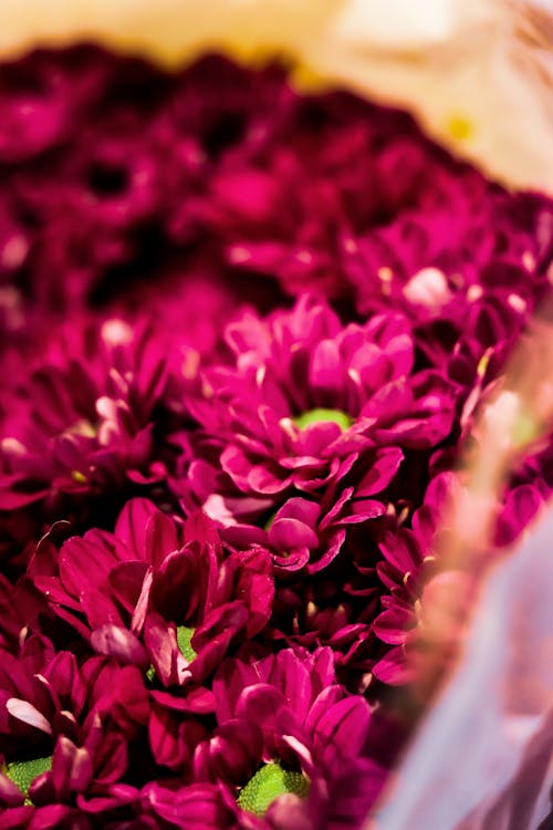 Foto profissional grátis de flor, vermelho