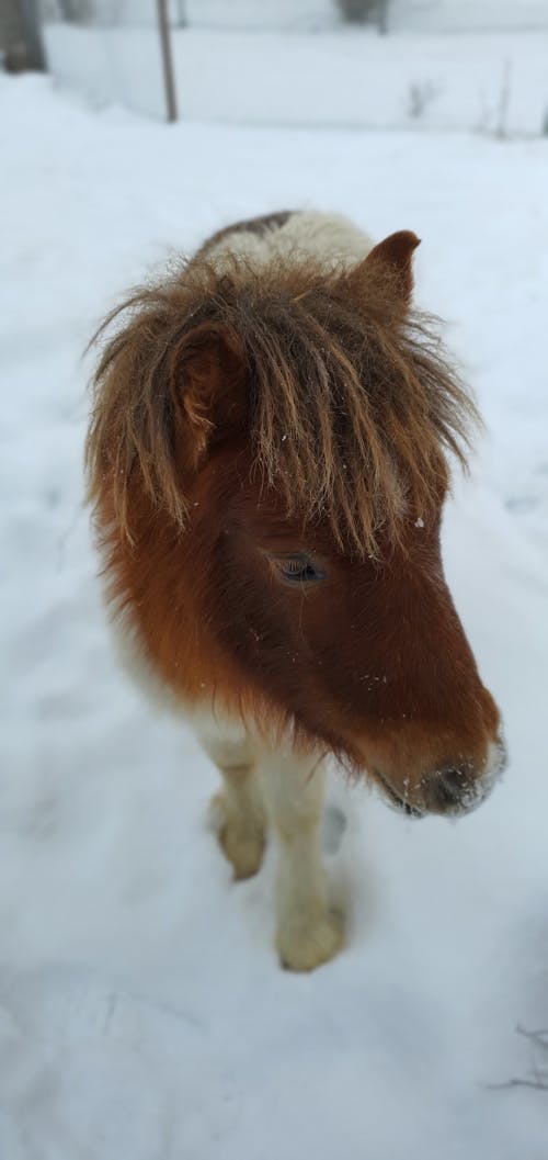 Gratis stockfoto met paard, pony, sneeuw