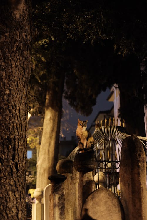 Cat on a Graveyard at Night 
