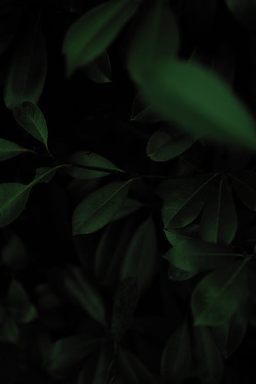 Green Leaves in the Dark 