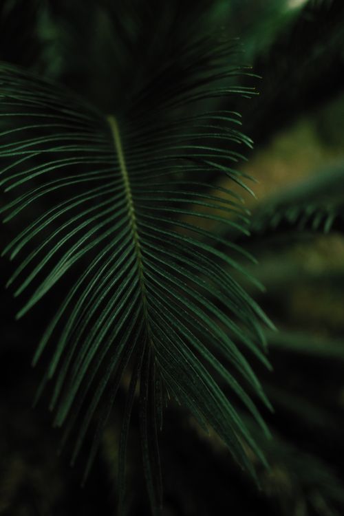 Free A detailed view of a dark green fern frond in a natural setting, showcasing intricate patterns. Stock Photo