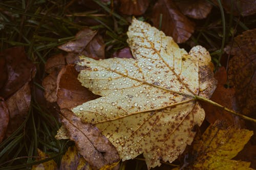 A leaf laying on the ground with some brown leaves