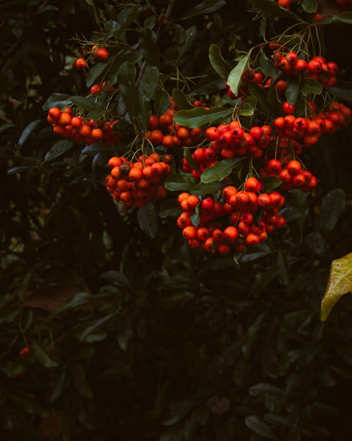 A close up of some red berries on a bush