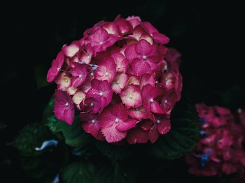 Immagine gratuita di arbusto, colore, fiore