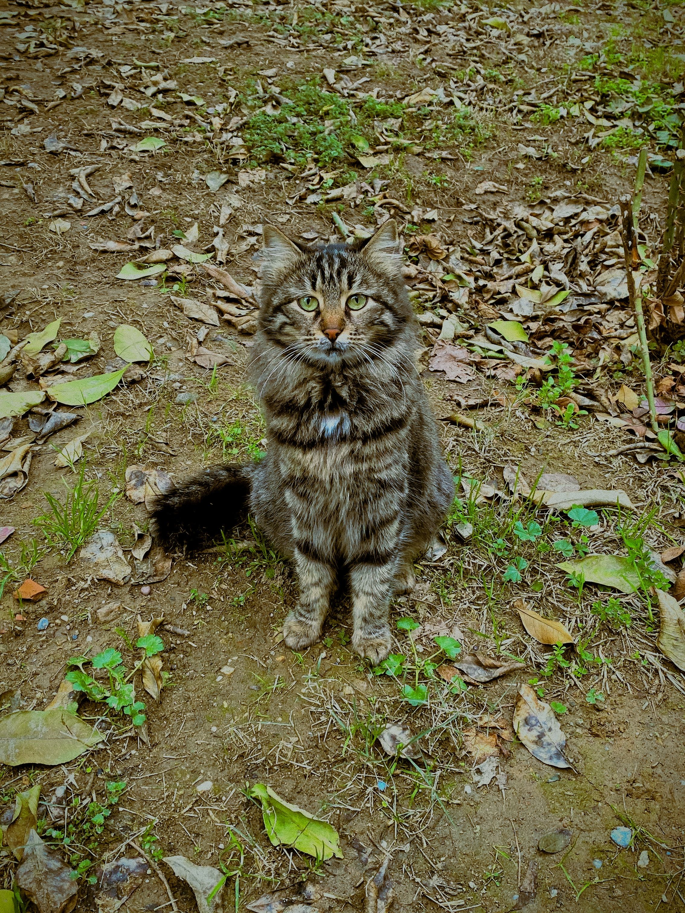 Cat Sitting in a Forest · Free Stock Photo