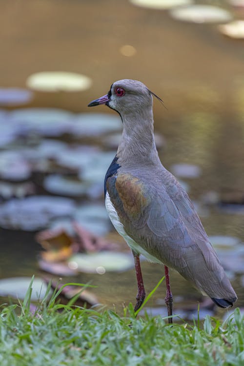 Southern Lapwing in Close Up