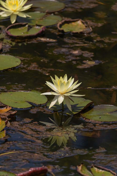 Lilly Flower in a Stream 