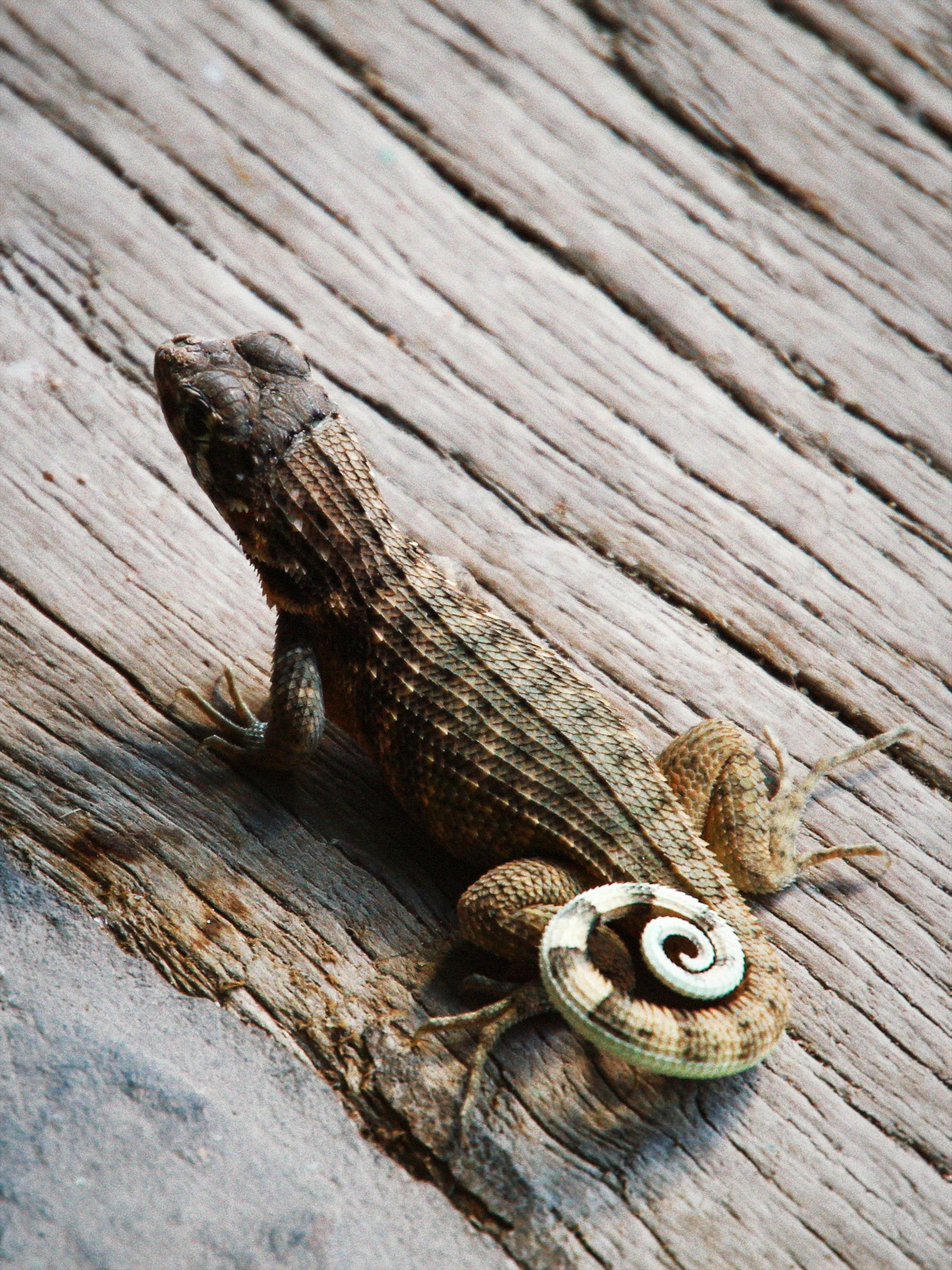 Clouded monitor lizard resting beside the boardwalk at MacRitchie Reservoir Park Singapore