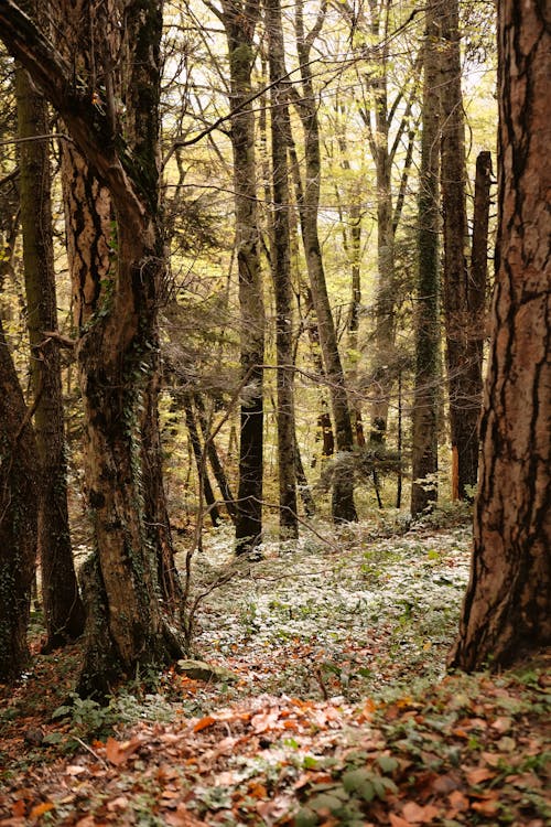 Foto stok gratis Daun-daun, hutan, jalur