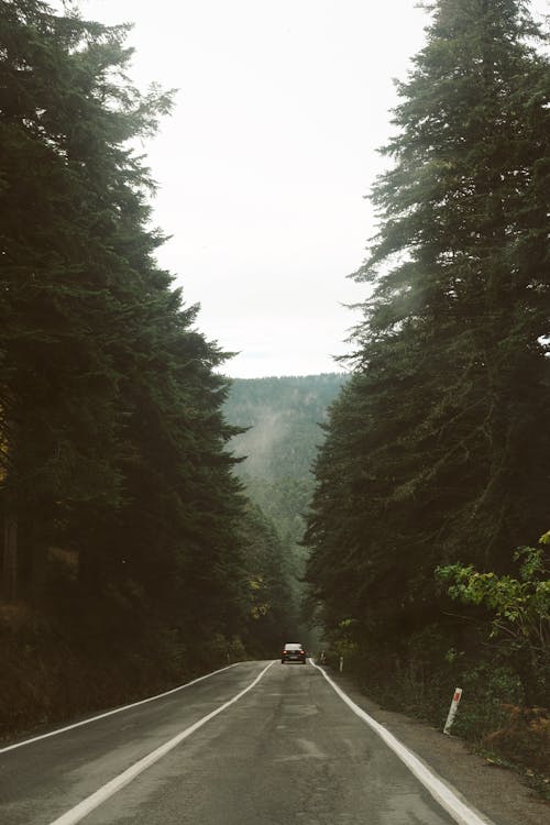 Road through Evergreen Forest