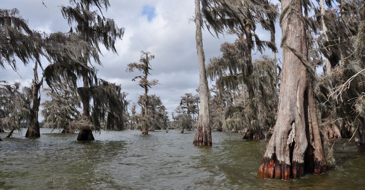 Explore the serene wetlands of Lafayette with majestic cypress trees and lush greenery.