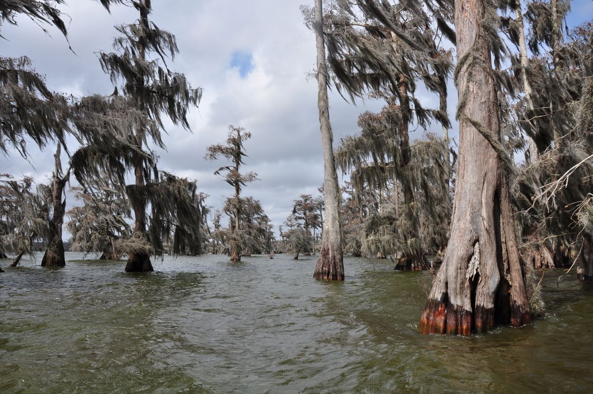 Spanish moss draped over cypress trees in the wetlands near Lafayette, Louisiana