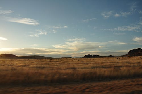 Savannah from a Moving Car at Sunrise