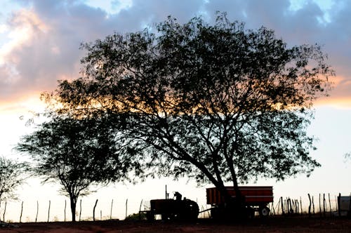 Foto stok gratis agrikultura, bidang, Fajar