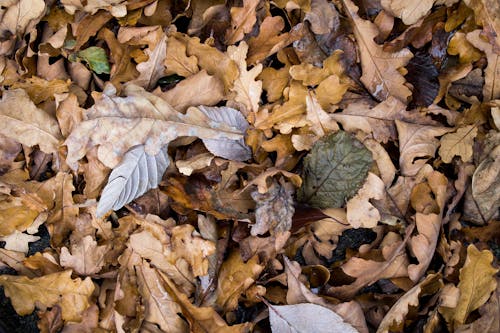 Безкоштовне стокове фото на тему «впритул, листя, осінь»