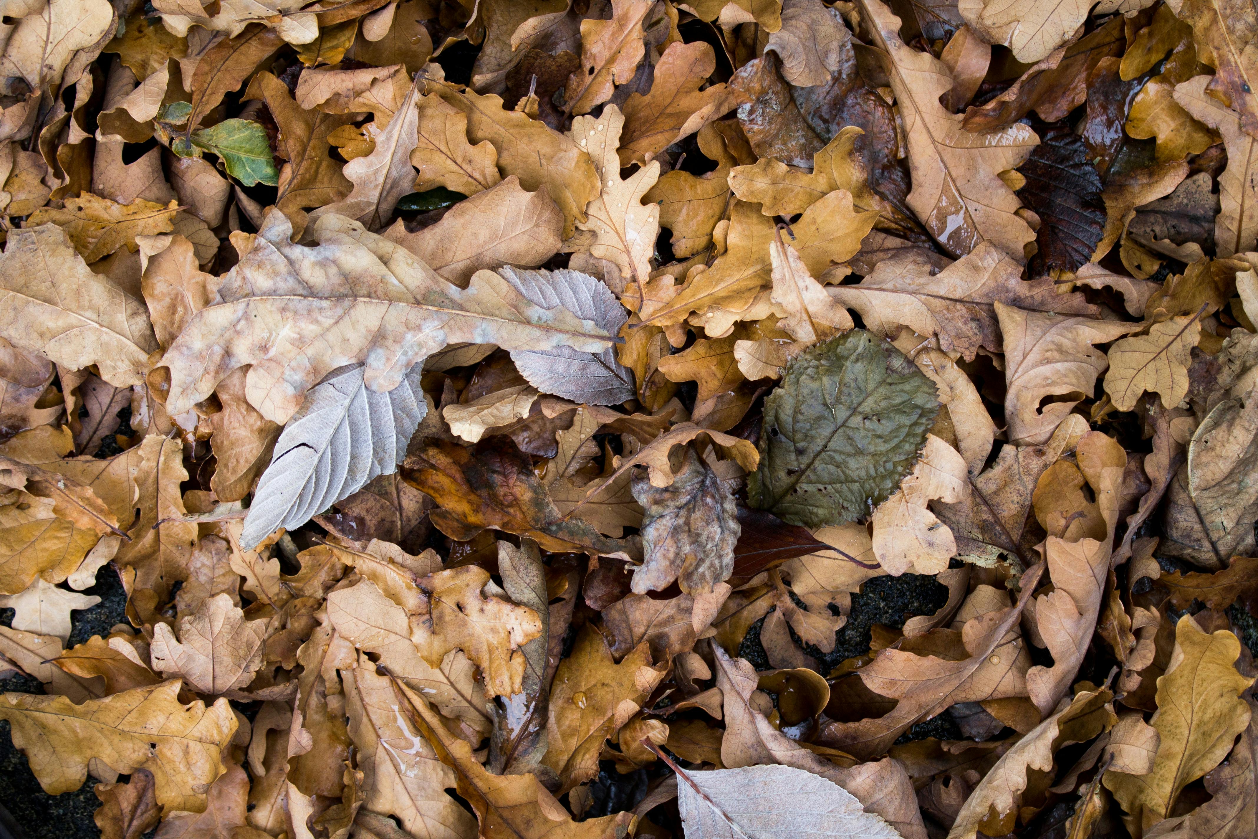 brown-dried-leaf-free-stock-photo