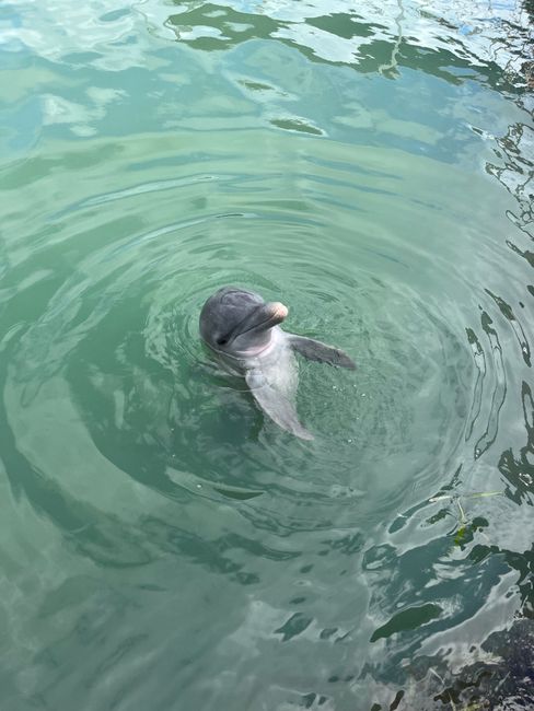 A lively dolphin swimming and showing its head above clear water in an outdoor setting.