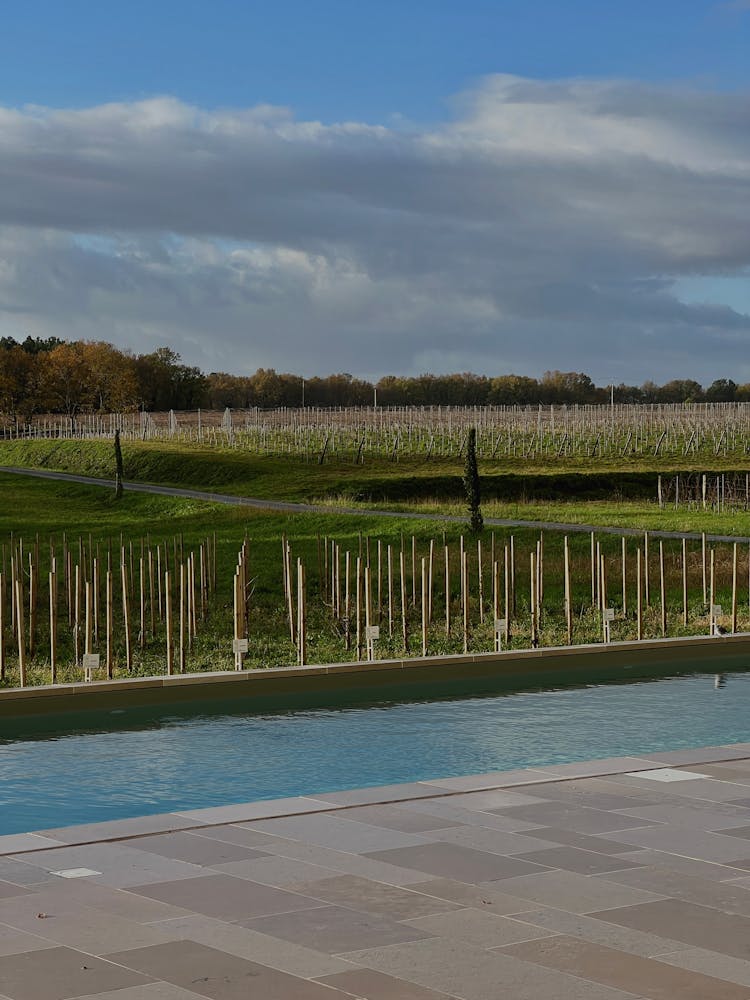 View Of A Canal And Vineyard