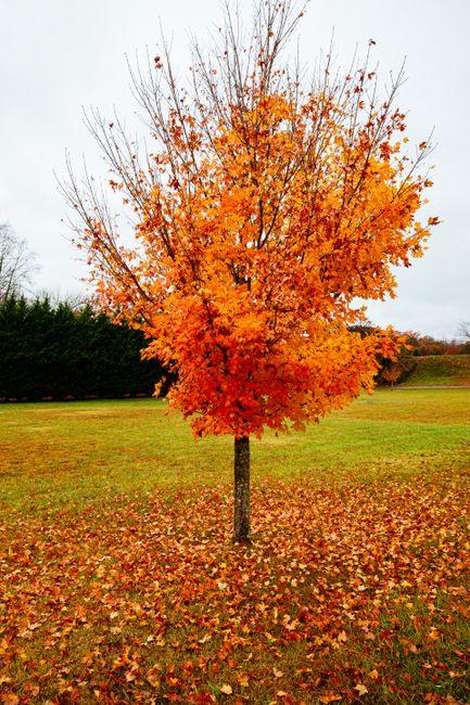 Colorful maple tree with orange leaves in a fall landscape, Helen, Georgia.